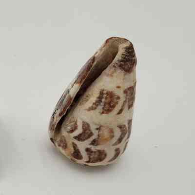 Unknown shell