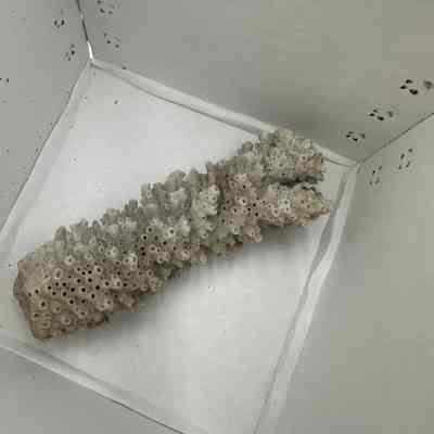 Unknown coral
