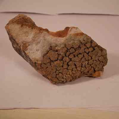 Fossil