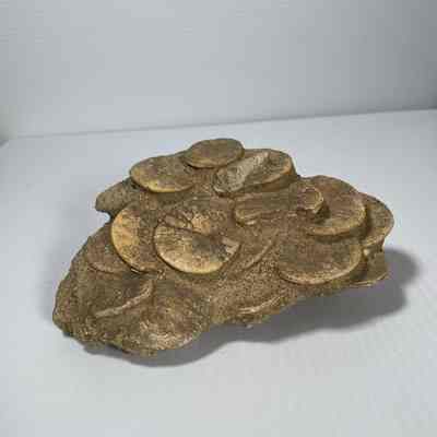 Unknown bivalvia