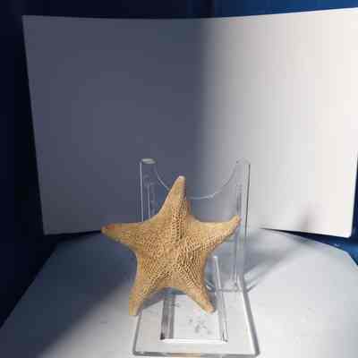 Fluorescent starfish