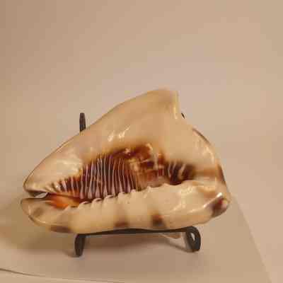 Conch shell
