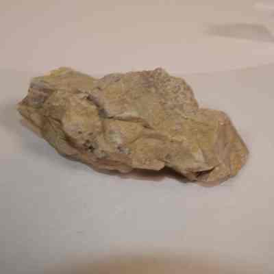 Bivalve Fossils