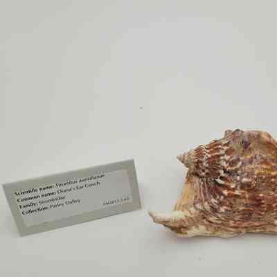 Diana's Ear Conch