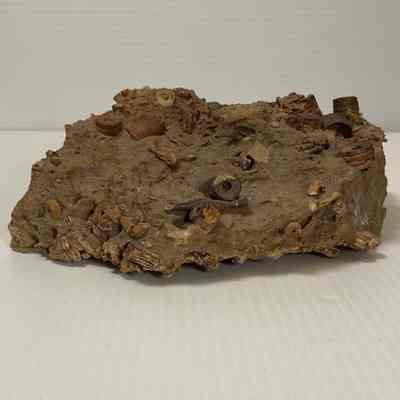 Unknown Crinoids