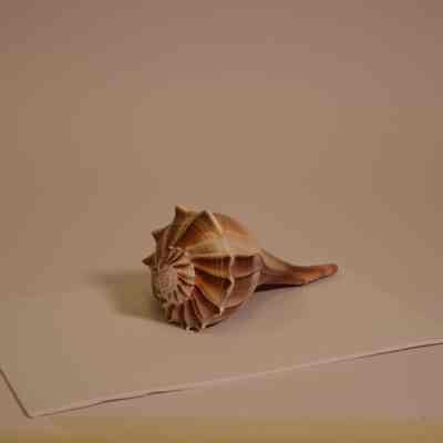 shell