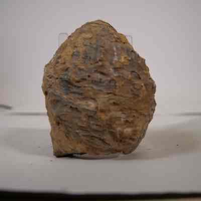 Bivalve Fossil