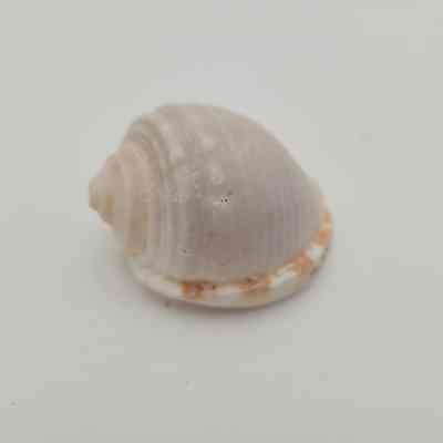 Unknown shell