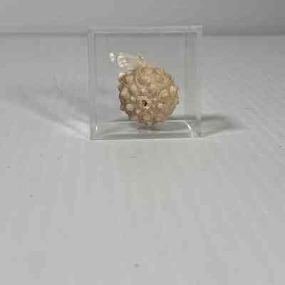 Fossilized sea urchin