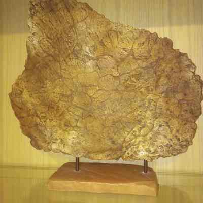 Stegosaurus stenops dorsal plate