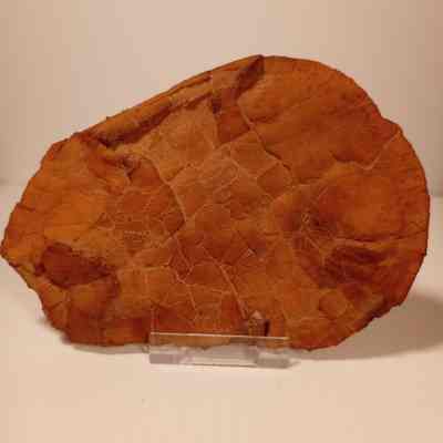 Stegosaurus Plate replica