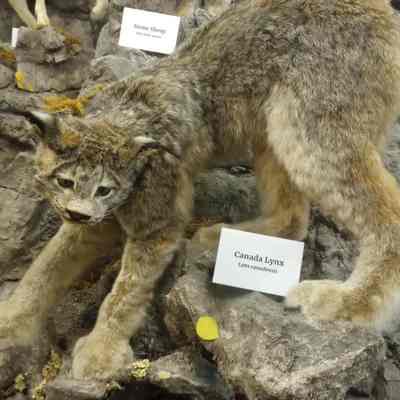 Canada Lynx Lynx canadensis