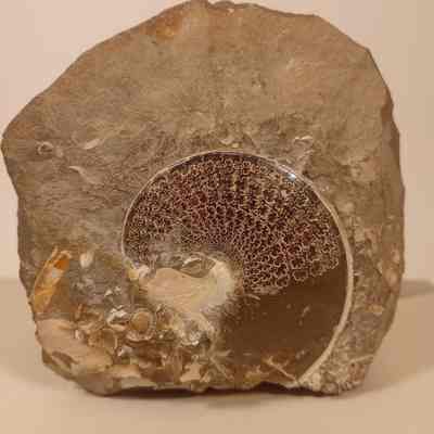 Sphenodiscus cf. lenticularis (sphenodiscus ammonite)