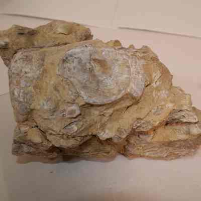 Bivalve Fossils in Shale
