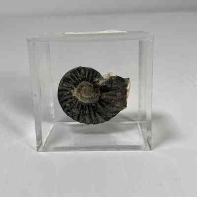Ceratites sp. (Cephalopod)