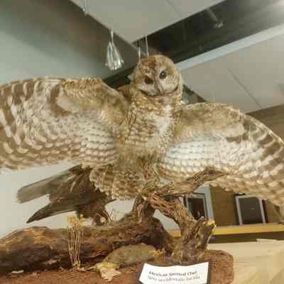 Mexican Spotted Owl Strix occidentalis lucida