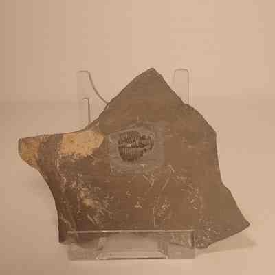 Elrathia kingii (alokistocarid trilobite)