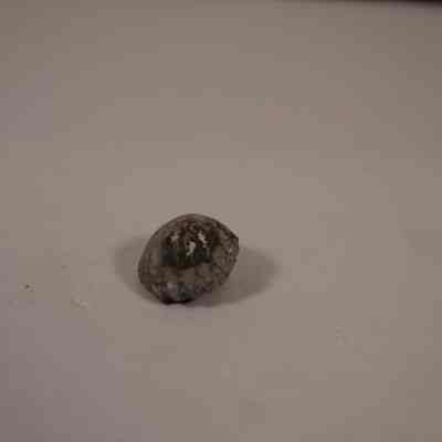 Shell fossil