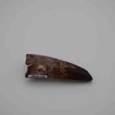 Fossil Tooth