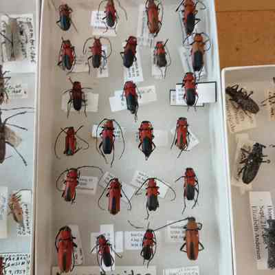 Beetles