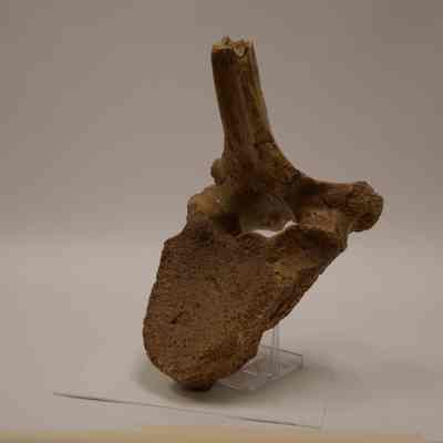 Fossilized vertabrae