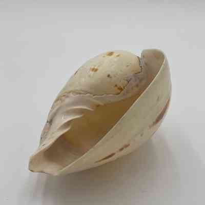 Unknown Shell