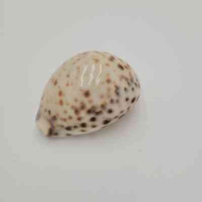 Tiger Cowrie