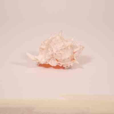 Shell
