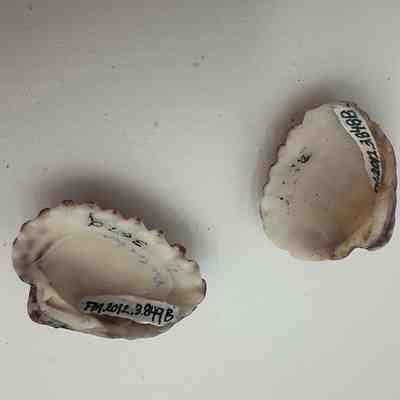 Unknown shells
