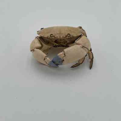 Stone Crab