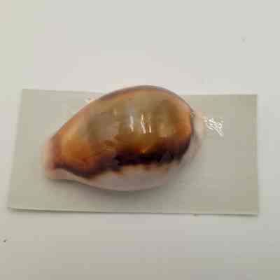 Chestnut Cowrie