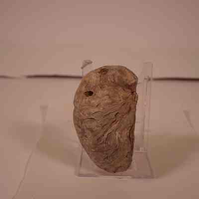 Shell fossil cf. Crassostrea sp.