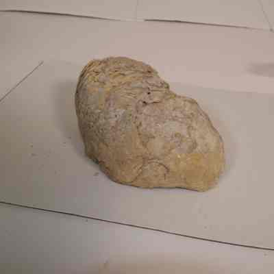 Bivalve Fossil