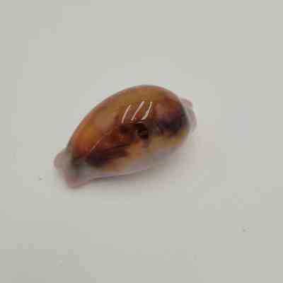 Chestnut Cowrie