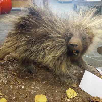 North American Porcupine Erithizon dorsatum