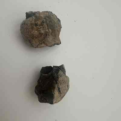 Unidentified fossils (?)