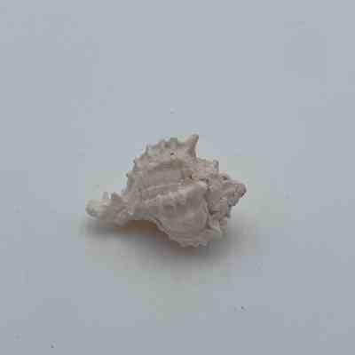 Unknown Shell