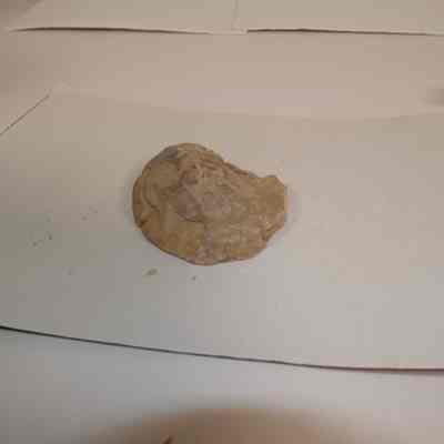 Bivalve Fossil