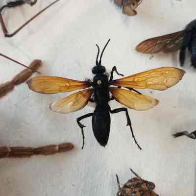 Wasp