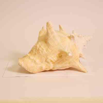 Conch Shell