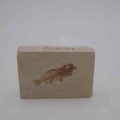 Asineops Fish Fossil