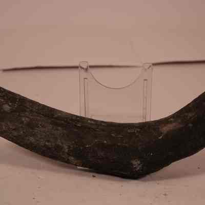 fossilized bone