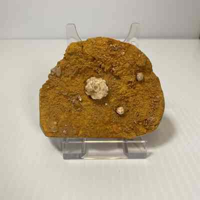 Macrocrinus vermeuilianus & Globoblastus norwoodi
