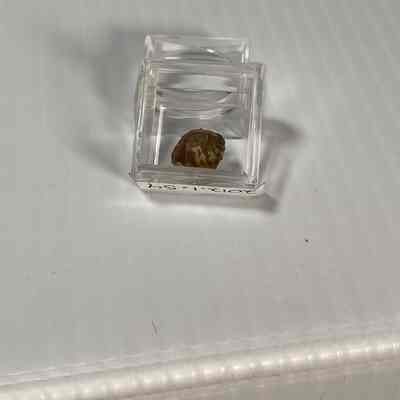 Pugnoides triassica (Brachiopod)