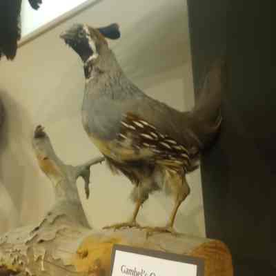 Gambel's Quail Callipepla gambelii
