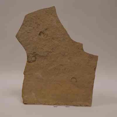 Bivalve fossil in shale