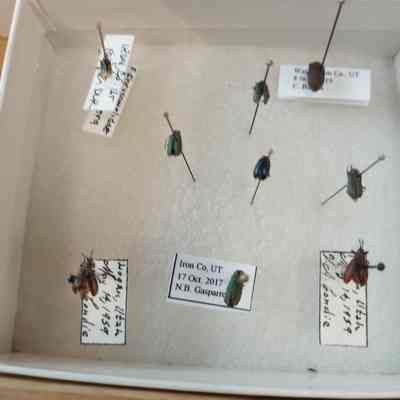 Beetles