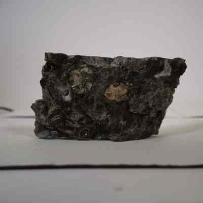Fossils mollusca