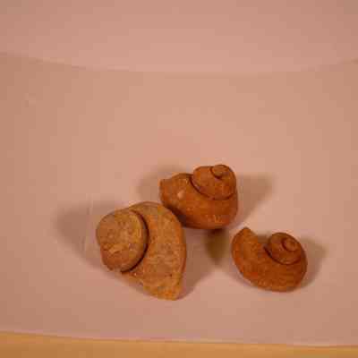 Gastropod steinkerns