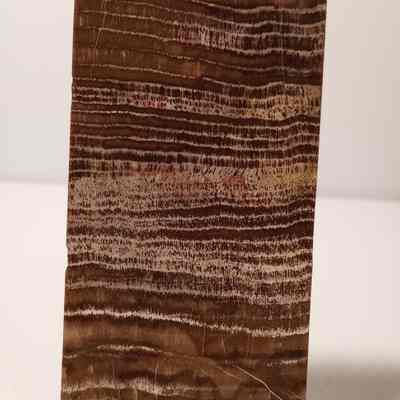 Petrified wood